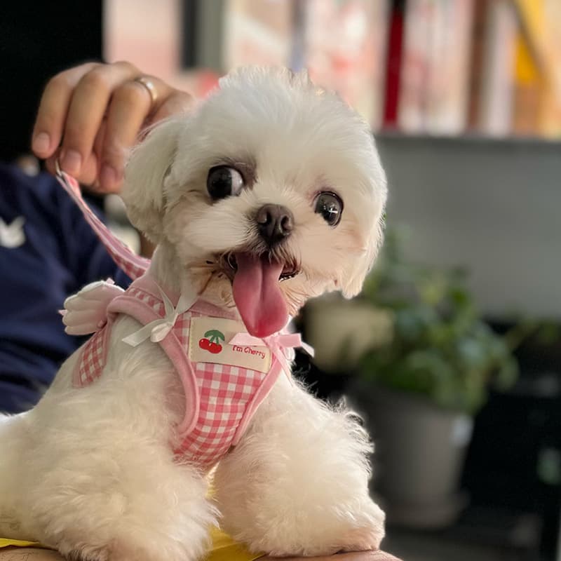 Small dog wearing a pink winged gingham pet harness