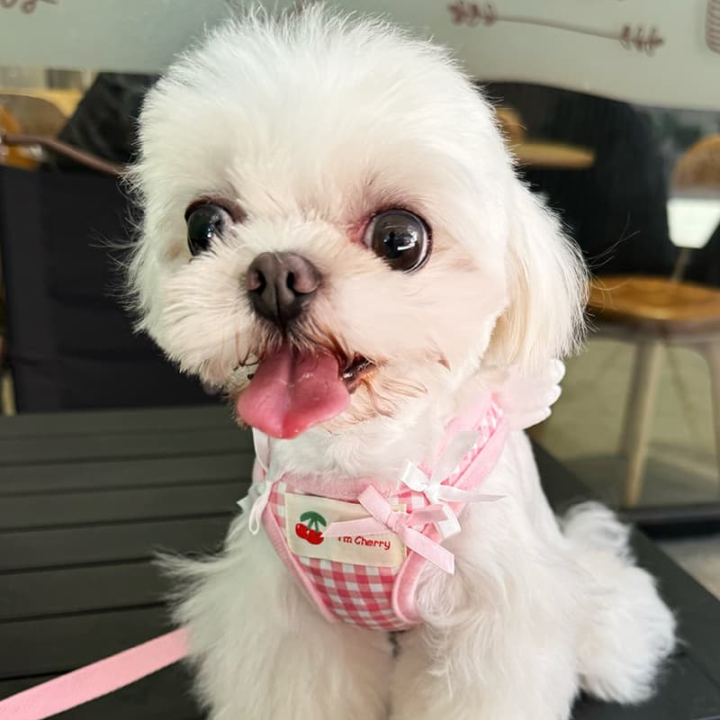 Front view of a small dog wearing a pink gingham pet harness